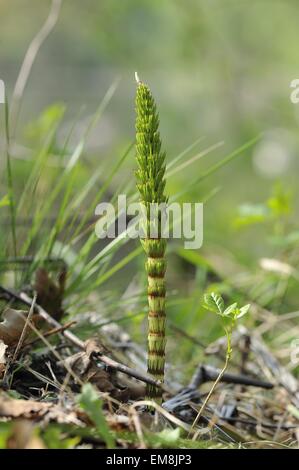 Grand - prêle Prêle (Equisetum telmateia géant) tige stérile au printemps Belgique Banque D'Images