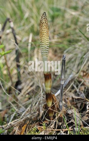 Grand - prêle Prêle (Equisetum telmateia géant) avec des tiges fertiles porteuses de spores apicale à strobiles printemps Banque D'Images