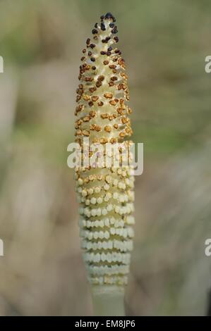 Grand - prêle Prêle (Equisetum telmateia géant) tête de tige fertile avec porteuses de spores apicale à strobiles printemps Banque D'Images