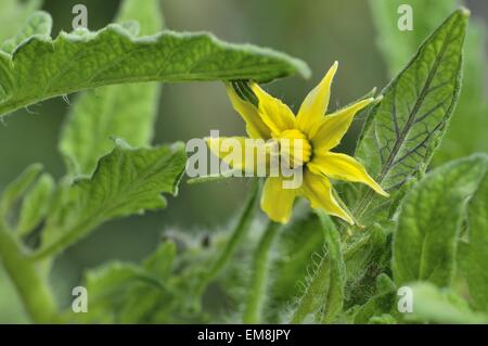 - La tomate La tomate de jardin (Solanum lycopersicum) la floraison Vaucluse - Provence - France Banque D'Images