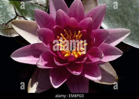 Pink Water Lilly fleur Nymphaea pubescens Banque D'Images