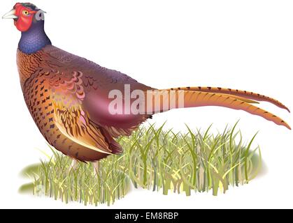 Faisan de forêt Illustration de Vecteur