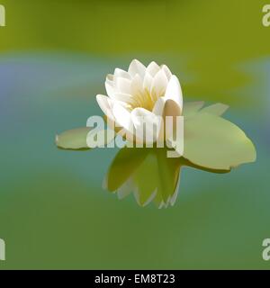 Fleur de Lotus blanc Illustration de Vecteur