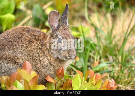 Lapin de garenne Banque D'Images