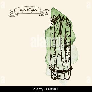 Illustration à la main d'asperges Illustration de Vecteur