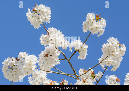 Arbre en fleurs blanches sur fond de ciel bleu. Banque D'Images