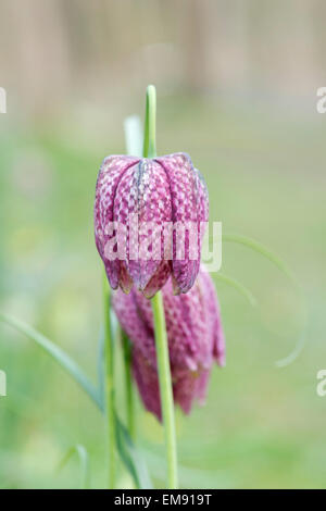 Fritillaria Meleagris. Tête de serpents Fritillary fleurs Banque D'Images