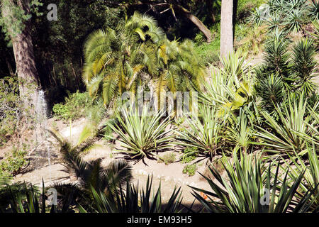 Les Jardins du Palais de Monserrate , Jardin mexicain - Sintra Portugal Banque D'Images