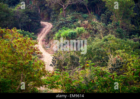 Passer par des routes rurales vide paysage de forêt tropicale. Des couleurs vives de la nature. Myanmar (Birmanie) Banque D'Images