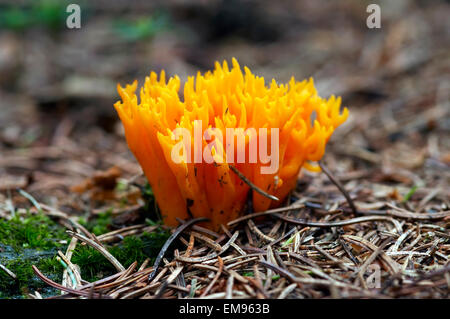 Champignon - champignon club - Champignon de corail jaune Banque D'Images