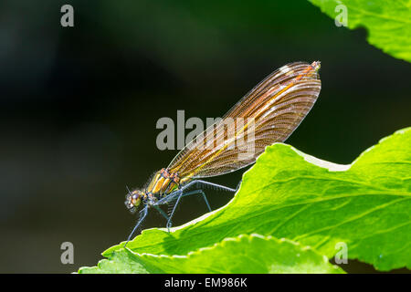 Demoiselle Calopteryx splendens bagués unique au soleil sur feuille, Wychbold, Worcestershire, Mai, 2012. Banque D'Images