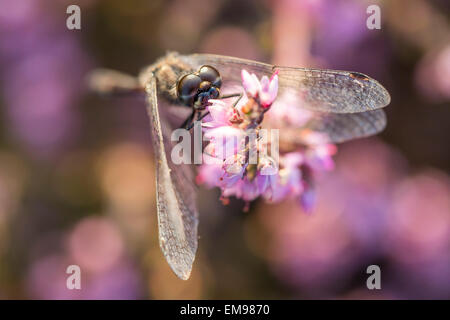 Dard noir mâle Sympetrum danae se percher sur bruyère commune Calluna vulgaris à Cannock Chase, Staffordshire, Août, 2013. Banque D'Images