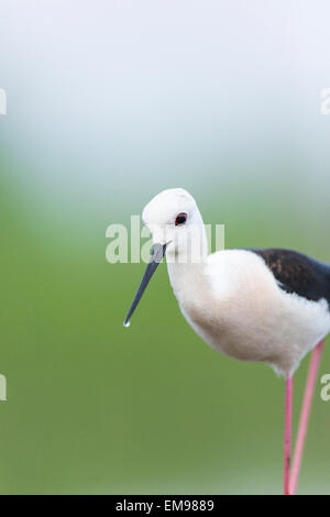 Close up Black winged Stilt Himantopus himantopus pataugeant en eau peu profonde avec feuillage vert luxuriant de marsh Tiszaalpár, Hongrie Banque D'Images