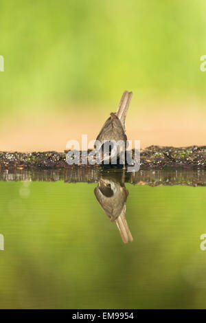 Sylvia atricapilla Eurasian Blackcap unique à boire avec piscine Parc National d'Hortobagy réflexion Hongrie Banque D'Images