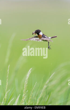 Saxicola rubicola Stonechat mâle adulte planant au-dessus du nid de serpents de bec, Pusztaszer, Hongrie, Mai, 2013. Banque D'Images