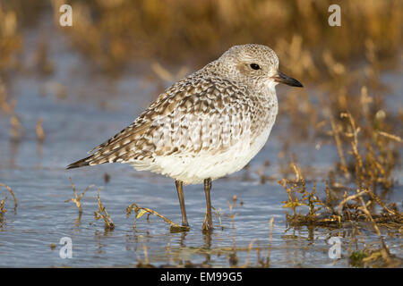 Seul Pluvier Pluvialis squatarola Grey profil côté piscine saumâtre peu profonde à Burnham Overy Norfolk Staithe Banque D'Images