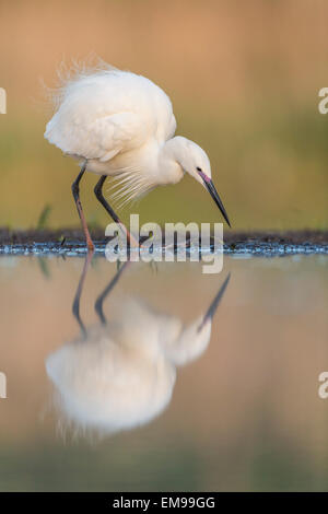 Seul l'Aigrette garzette Egretta garzetta avec réflexion à partir de la pêche bord de l'eau, Pusztaszer, Hongrie Banque D'Images