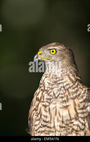 L'Autour des palombes sauvages Accipter gentilis perché en forêt, Pusztaszer, Hongrie, juin, 2012. Banque D'Images