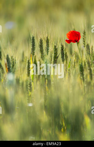 Seul Champ Coquelicot Papaver rhoeas dans entre champ de blé Banque D'Images