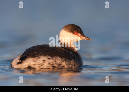 Seul Quantite Grebe Podiceps auritus profil côté eau bleu Grimley le Worcestershire Banque D'Images