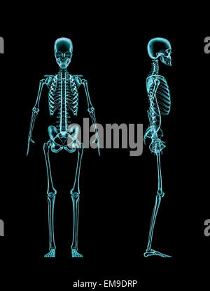 3D render of radiographié squelette femelle vue de face et vue de coté Banque D'Images