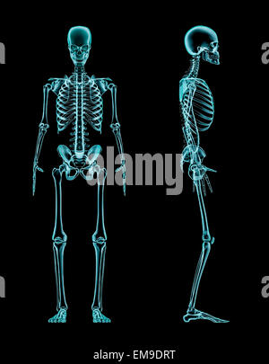 3D render of radiographié male skeleton vues avant et latérale Banque D'Images