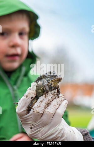 Personne qui détient deux Europe brown les grenouilles (Rana temporaria) dans la main pour montrer enfant Banque D'Images