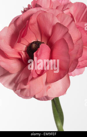 Ranunculus asiaticus Renoncule perse sur un fond blanc Banque D'Images