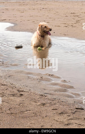 Labradoodle chien réside dans une flaque d'eau pour se rafraîchir avec sa balle sur la plage Banque D'Images