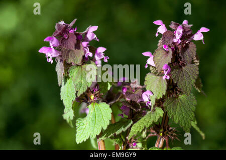 Red Dead-nettle, Lamium purpureum Banque D'Images