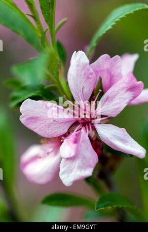 Prunus tenella, amandier nain de Russie Banque D'Images