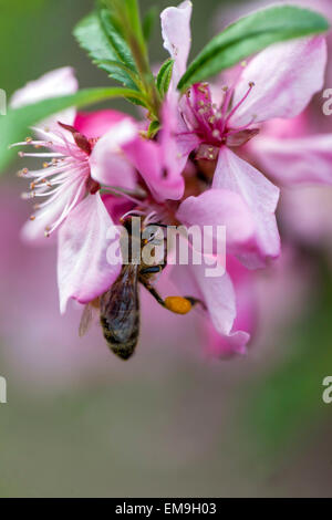 Rose Prunus tenella, amande russe naine Honey Bee gros plan sur Flower Banque D'Images