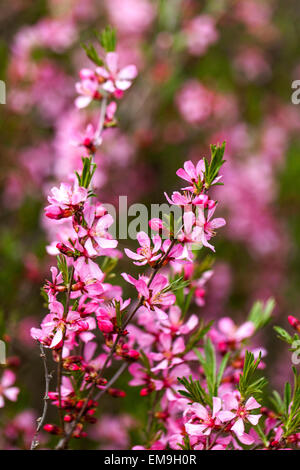 Prunus tenella, amandier nain de Russie Banque D'Images