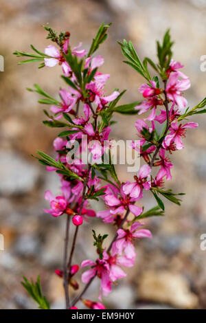 Prunus tenella, amandier nain de Russie Banque D'Images