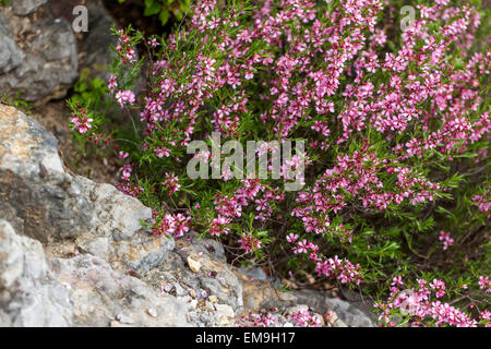 Prunus tenella, amandier nain de Russie Banque D'Images