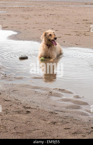 Labradoodle chien réside dans une flaque d'eau pour se rafraîchir avec sa balle sur la plage Banque D'Images