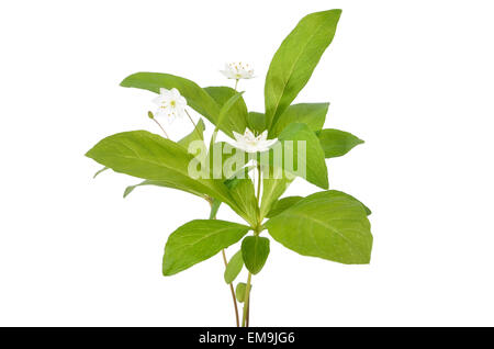 Trientalis europaea fleurs isolé sur fond blanc Banque D'Images