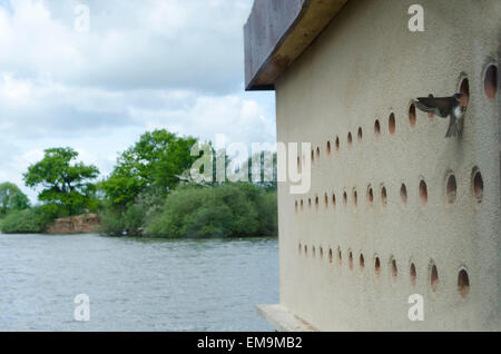 Sand martins entrée en nid à attenborough nature reserve, en Bretagne où les cuirs viennent d'être faites pour l'oiseau Banque D'Images