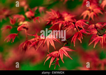 Japanese Maple Acer palmatum Corallinum, de nouvelles feuilles de printemps frais Banque D'Images