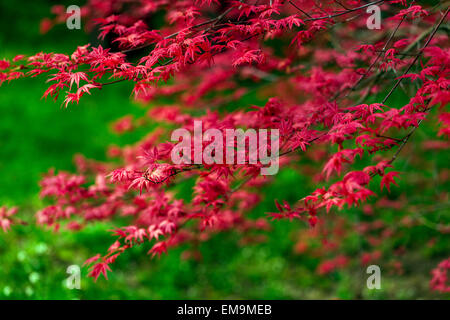 Japanese Maple Acer palmatum Corallinum Banque D'Images