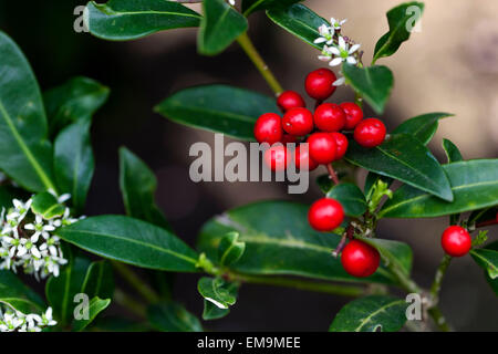 Skimmia japonica arbuste en fleurs au printemps Banque D'Images