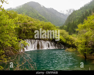 Bambou flèche à cascades du parc national de la vallée de Jiuzhaigou en Chine Banque D'Images