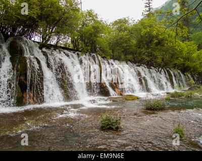 Bambou flèche à cascades du parc national de la vallée de Jiuzhaigou en Chine Banque D'Images