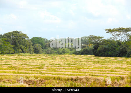 Champ de riz récolté dans la campagne du Panama fait en HDR Banque D'Images