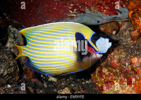 Un empereur, poissons-anges, Pomacanthus imperator, ayant ses branchies nettoyé par un filtre à bandes blanches, crevettes Lysmata amboinensis. Banque D'Images