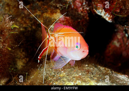 Trapue femelle Anthias, également connu sous le nom d'un hypselosoma Basslet Pseudanthias, Rose, nettoyées par un filtre à bandes blanches, Lysmata amboinensis Crevette Banque D'Images