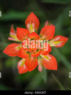 Gros plan du indian paintbrush wildflower contre les fond vert, vue du dessus Banque D'Images