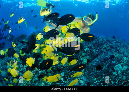 New York, femme tubas avec citron et médiocre (Chaetodon miliaris) Balistes Banque D'Images