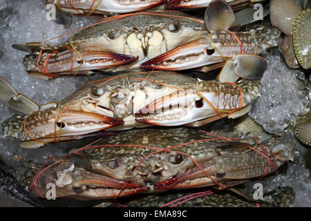 Les crabes frais sur la glace pour la vente dans un marché de la Thaïlande Banque D'Images