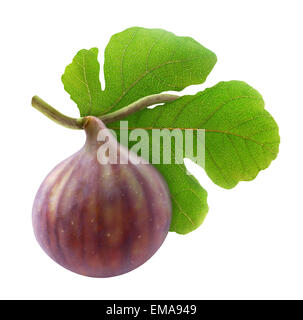 Fresh fig sur fond blanc Banque D'Images